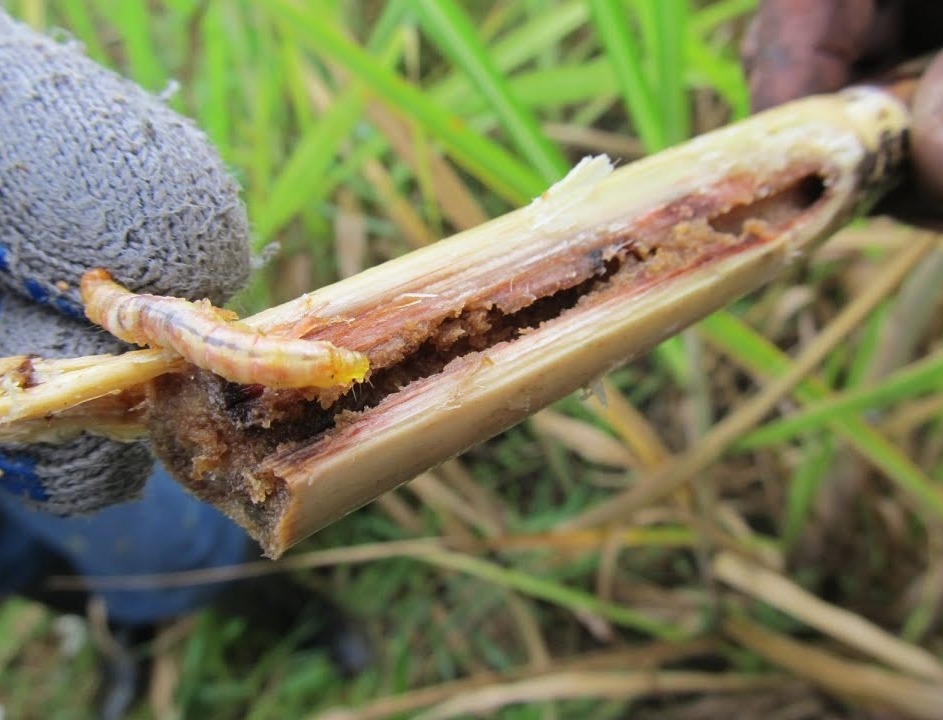 Honduras toma medidas de prevención por presencia del gusano barrenador del ganado en Costa Rica